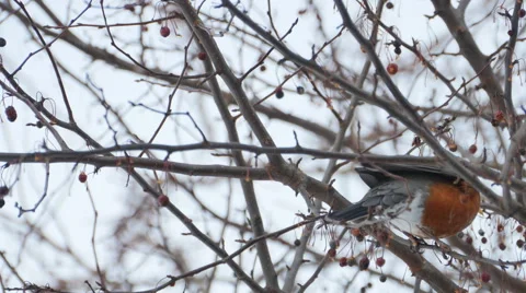 2708 Robin Bird on Tree with Barries, 4K Stock Footage 45736386