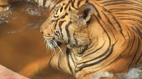 272 Video stock 12367747