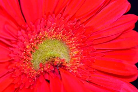 2720-red gerber close up Stock Photos