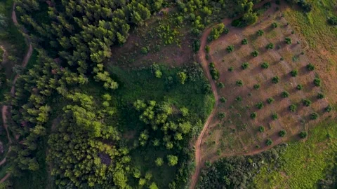 Top Down Drone View of Forest Trails & Fields, Kassandra, Greece Top Down Drone View of Forest Trails & Fields, Kassandra, Greece