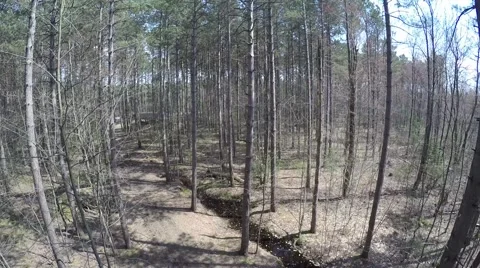 2.7k aerial drone rises through pine tree forest Stock Footage 49798115