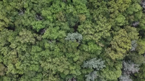 2.7K Aerial Shot While Flying Over The Busse Lake Park in Illinois Video stock 137428487