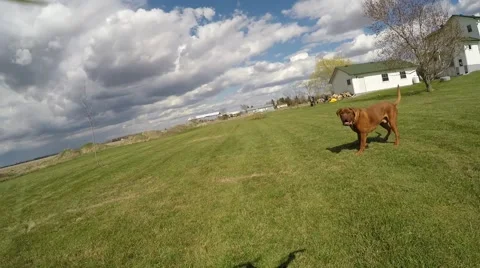 2.7k dog plays with drone Stock Footage 49797029