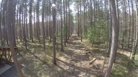 2.7k drone aerial view through pine forest trail Video stock 49797004