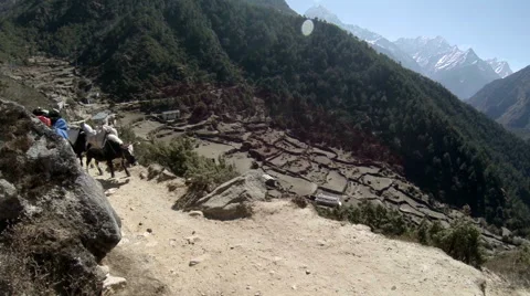 2.7K. Yaks on trail rounding corner loaded down on Mt. Everest, Nepal.  Stock Footage 40504022