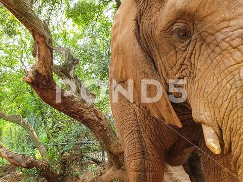 28 African Elephant close encounter sanctuary in forest Stock Photos
