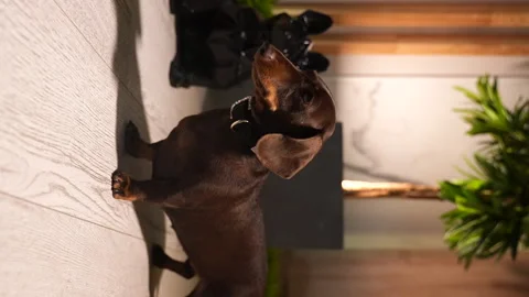 28 Dachshund on the floor looking in different directions Stock Footage 221118254