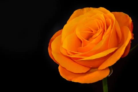 2844-nice rose Stock Photos