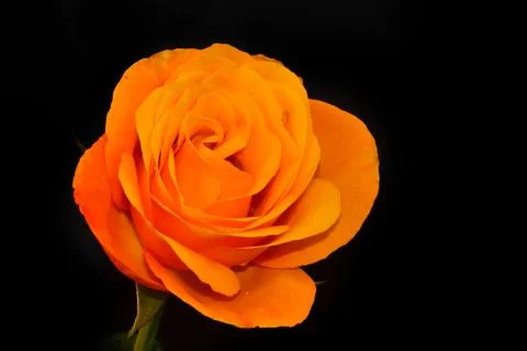 2845-nice rose Stock-Fotos