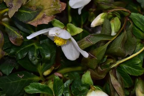 2875-white spring flower Stock Photos