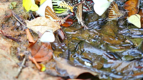 289 Stock Footage 50149408