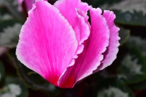 2892-nice spring flower Stock Photos
