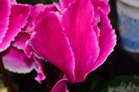 2895-spring flowers Stockfoto's