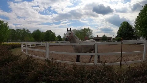 28_white_horse Stock Footage 309234077