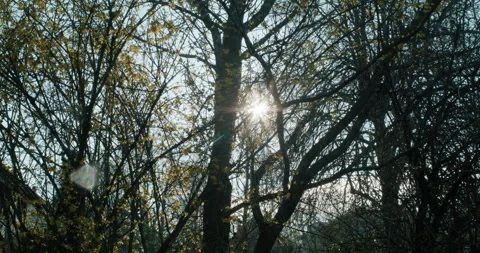28mm Handheld Wide: Immersive Sunburst and Garden Path Exploration Stock Footage 332840782