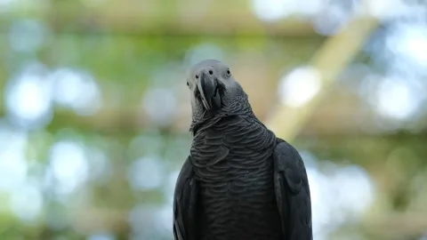 28zzz Stock Footage 305622983