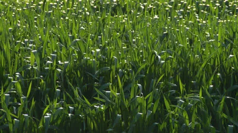 29 01 12Wheat01 Video stock 22540349