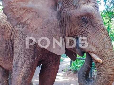 29 African Elephant close encounter sanctuary Stock Photos