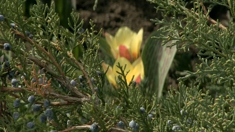 29-blue berries, spring 库存影片 126999323