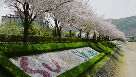 29.The cherry blossoms are flying. The cherry blossoms are time-laps. Stock Footage 303511075