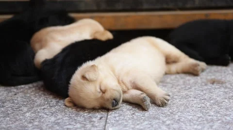A 29-day Labrador puppy sleeping next to others Stock Footage 40917153