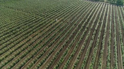 2933 Manicured Rows of Apple Trees in A Young Intensive Garden. Bird's-Eye View. Stock Footage 151387258