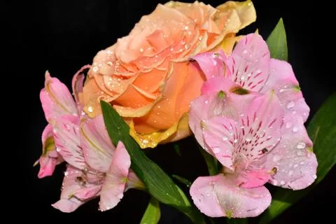 2979-beautiful flowers Stock Photos