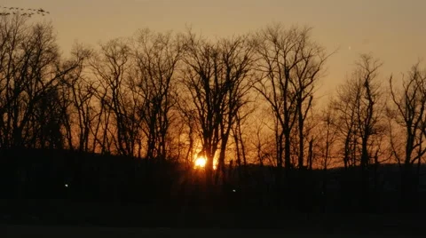 2981 Ducks Flying Over Trees with Sunset, 4K Stock Footage 46737456