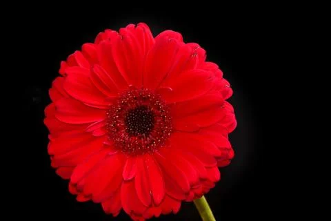 2986-red gerber Foto stock