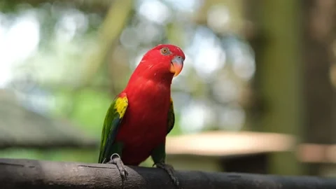 29aaa Stock Footage 305622990