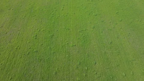 2Aerial Top‑Down Drone View of Short Green Grass with Irregular Patches Stock Footage 340972466