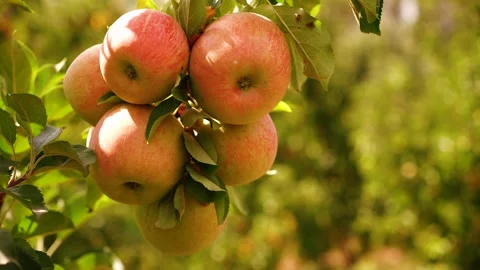 2Close-up of paradise apples on tree branch symbolize growth, Stock Footage 305332437