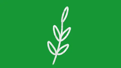 2D Animated Hand Drawn Leafy Branch Plant on Green Screen Stock Footage 334579547