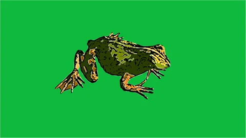 Frog Jump Animation Stock Footage ~ Royalty Free Stock Videos | Pond5