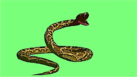 2d animation in comic style - Snake pyth... | Stock Video | Pond5