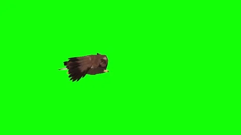 2d animation of golden eagle in flight horizontally. green background Stock Footage 220337945