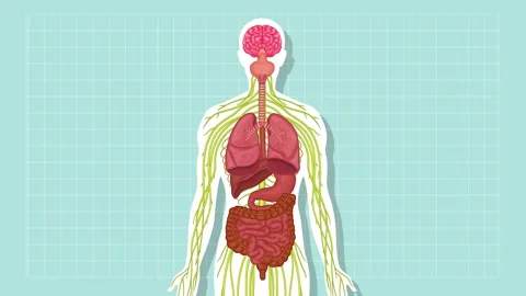 2D animation of THC on the body Stock Footage 174120139