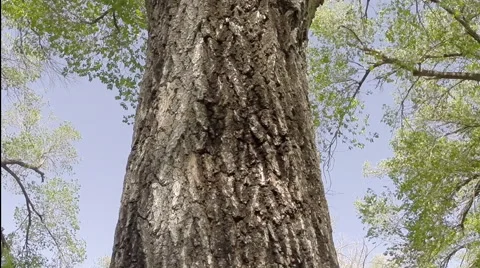 2D apple smash on tree Stock Footage 40735919