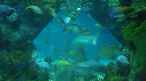 2d aquarium Stock Footage 37794133