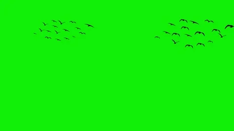 2d black flock bird horizontal flying 4k green screen animation Stock Footage 279489099