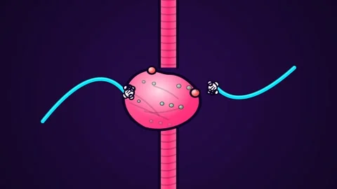 2D Cartoon Animation Of A Stomach Digesting Food With Enzymes In The Human Body Stock Footage 341052948