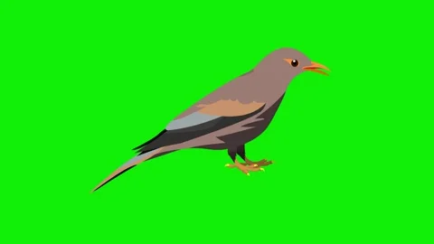 2d cartoon character bird talking moving green screen 4k animation Stock Footage 279489209