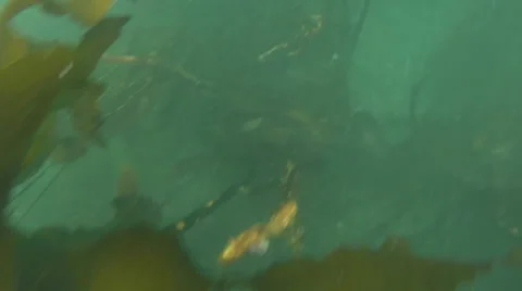 2d diver in kelp Stock Footage 44882647