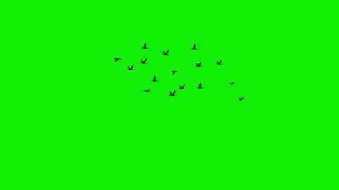 2d Flock of bird flying sky vertical green screen animation 4k Vidéo 279259906