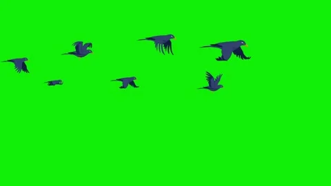 2d flock birds horizontal flying sky 4k green screen animation Vidéo 279260156