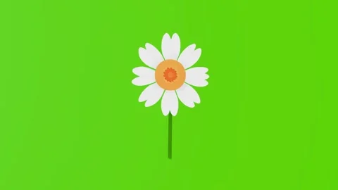 2d graphics of a white daisy with a stem isolated on a green background Stock Footage 282663415