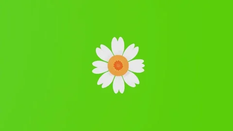 2d illustration of a white daisy moving on a green screen Stock Footage 282380804