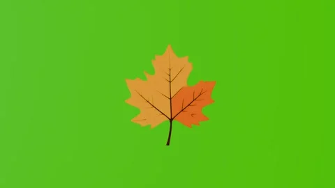 2d model of an orange autumn maple leaf moves across a green screen Stock Footage 282375233