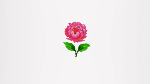 2d model of a pink peony isolated on a white background. 4k floristry concept Stock Footage 283352537