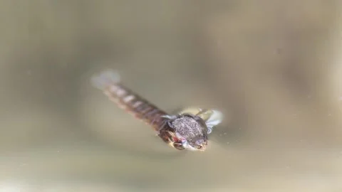 2D mosquito timelapse XDCAM Stock Footage 133142634